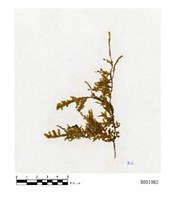 藏品(鈍葉樹平苔)的圖片
